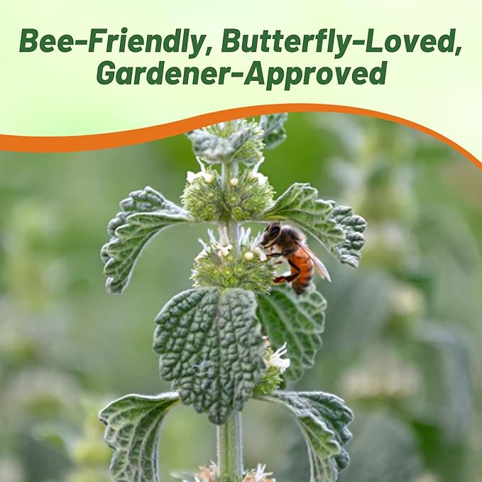Outsidepride - Horehound Seeds - 10000 Pcs. Perennial, Compact, Easy to Grow & Pollinator Friendly, Herb Seeds for Planting Toothed, Wooly Gray-Green Foliage for Versatile & Culinary Uses