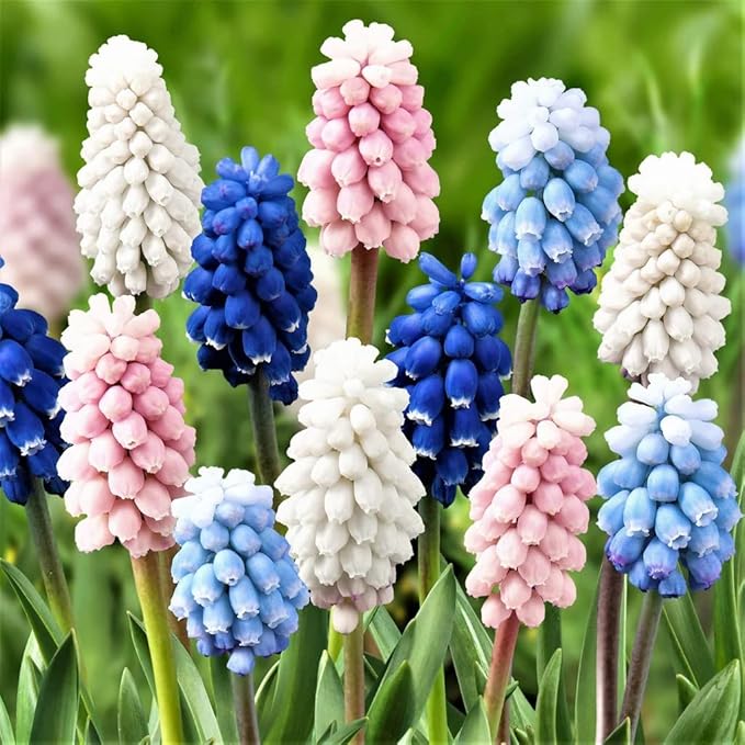 Easy to Grow Grape Hyacinth Muscari 'Skylight Mix' Plant Bulbs (30 Pack) - Mixed Blue, Pink & White Flowering Blooms in Spring Gardens