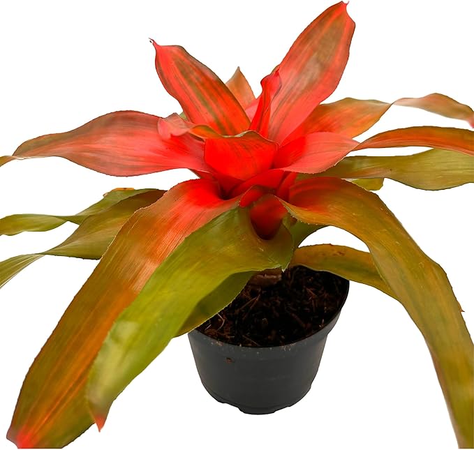 ragnaroc Live Plants – Bromeliad Neoregelia Tangerine, 8-12" in 6" Pot - 1ct - Live Arrival Guaranteed - House Plants for Home Decor & Gift