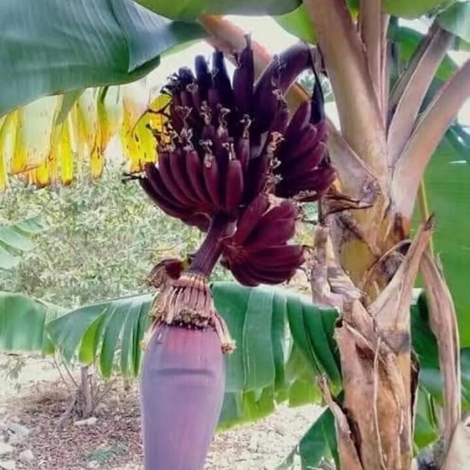 Zebrina Banana Tree Live Plant, Cold Hardy Banana Plant Live, Tropical Banana Fruit Seedling, Well Rooted 4-8 Inch Tall