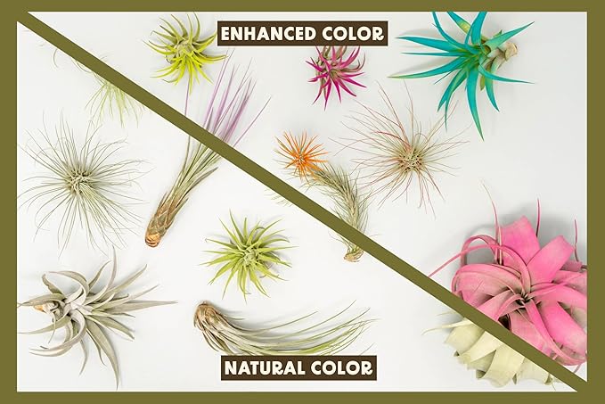 Purple Colorful Tillandsia Air Plants - Long Lasting Color Enhanced Live Tillandsia Succulent House Plants - Home and Garden Decor - Easy Care Indoor and Outdoor (Argentea Thin, Pack of 3)