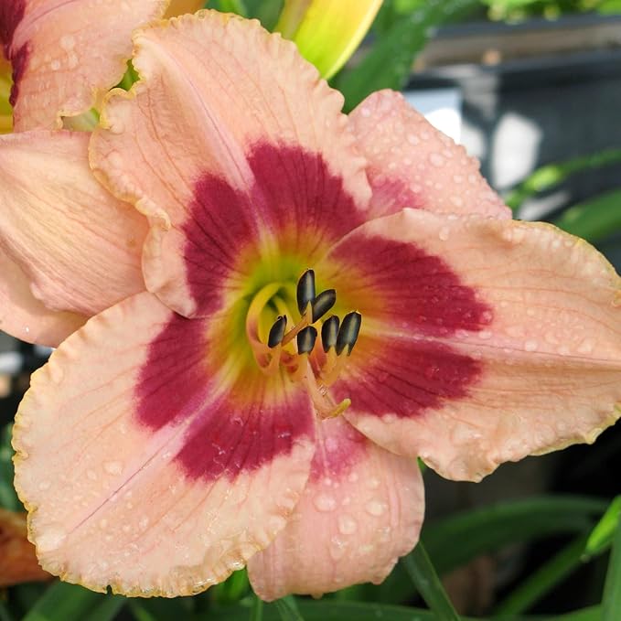 Easy to Grow Daylily Wineberry Candy 3 Plant Divisions - Hemerocallis Pink Flowers in Summer, Full Sun Outdoor Zones 3-9
