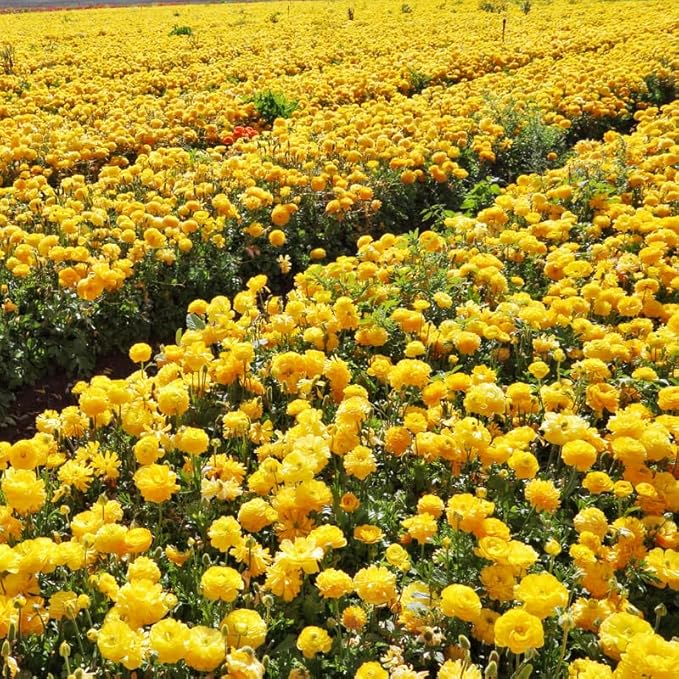 Ranunculus Bulbs for Planting, 25 Yellow Ranunculus Bulbs for Fall Planting, French Peony Ranunculus Corms Bulk Ranunculus Flowers Buttercups, Butterfly Ranunculus Bulbs to Grow