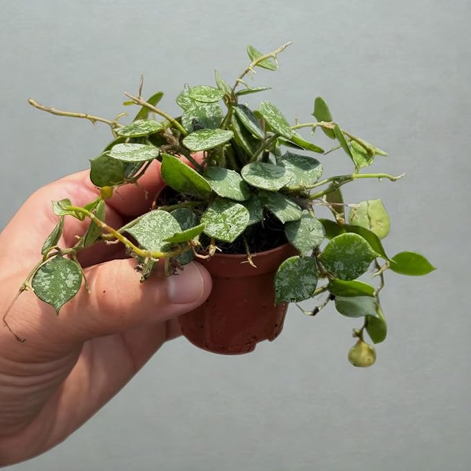 Hoya Curtisii Live Plant – Hoya Curtisii Fully Rooted Starter Plants – Rare Silver Vine – Easy Care Cuttings for Beginners – Unique Gift for Collectors & Home Decor (Heat Pack Included)