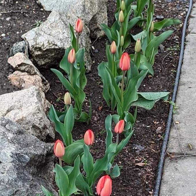 15 Red Tulip Bulbs for Fall Planting, Tulip Spring Flower Bulbs Perennial Outdoor, Colorful Blooms Groundcover Bulb