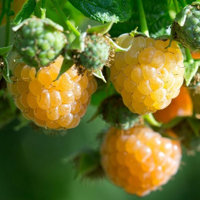Set 2 Fall Gold Raspberry Plants Live, Raspberry Trees Live Plants, Raspberry Seedlings, 5-9 Inc, Raspberry Fruits Trees