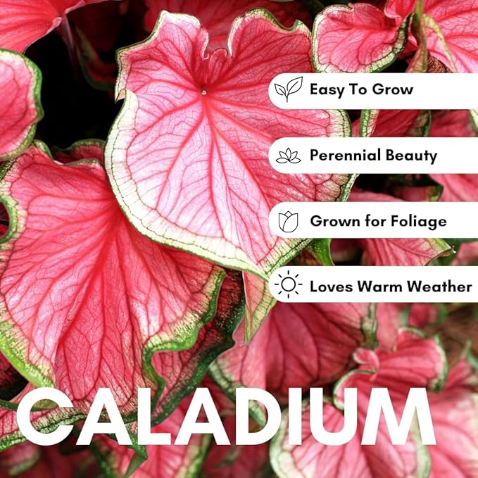 Spicy Lizard Caladium Bulbs for Planting - Great Indoor Plants (10 Bulbs)