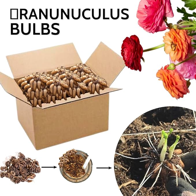 Ranunculus Bulbs for Planting, 25 Mix Ranunculus Bulbs for Fall Planting, French Peony Ranunculus Corms Bulk Ranunculus Flowers Buttercups, Butterfly Ranunculus Bulbs to Grow