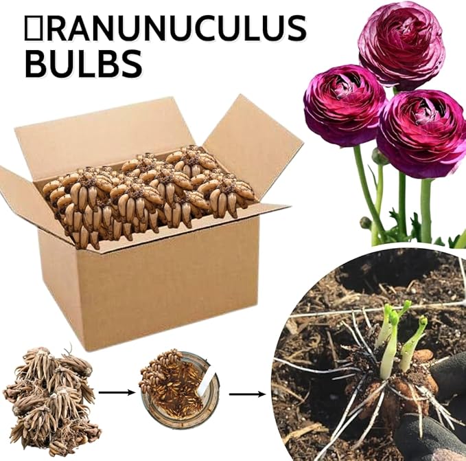 30 Ranunculus Bulbs for Fall Planting, Butterfly Ranunculus Corms, Peony Ranunculus Flower Bulbs for Garden, Vibrant Blooms in Spring (Purple Ranunculus)
