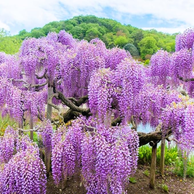 2 Purple Wisteria Trees Live Plants, Purple Wisteria Plant Live 6 to 12 Inch Height, in Pots, Wisteria Vine Live Plant, Fragrant Wisteria Flowers Ready to Grow Indoors Outdoors