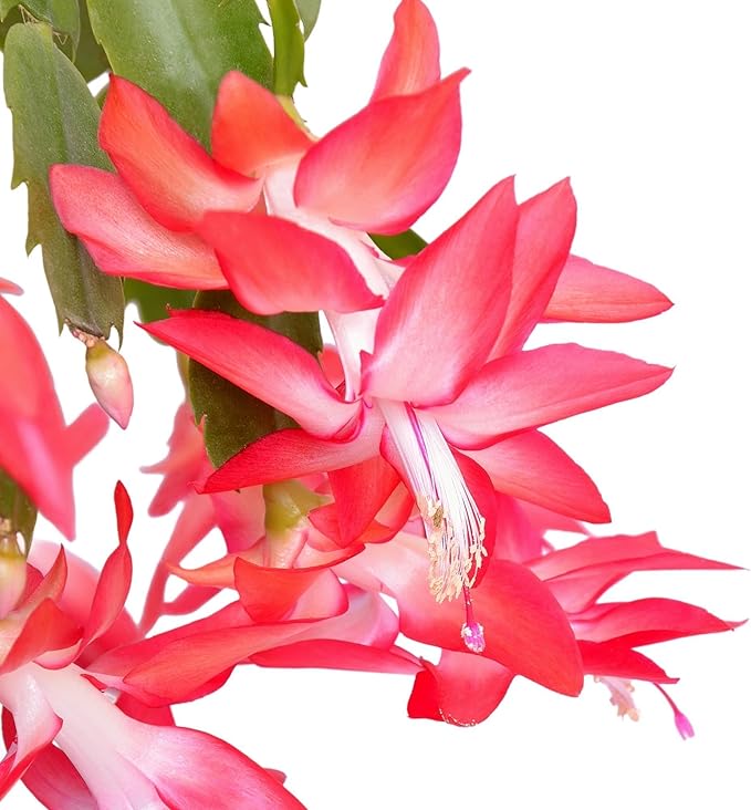 TriStar Plants - Thanksgiving Cactus - 4" inch Pot, Fasle Christmas Cactus, Easter Cactus, Holiday Plant, Winter Flowers, Christmas Plants, Winter Blooms (New Pink)