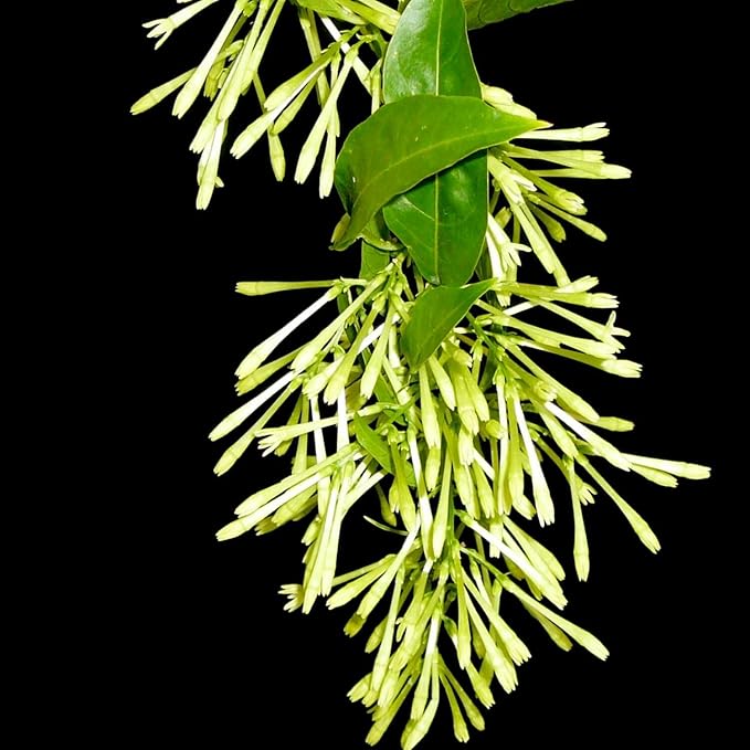 3 Night Blooming Jasmine Plants Live, 5 to 8 Inches Tall, Cestrum Nocturnum Plant Jasmine Vine Plant