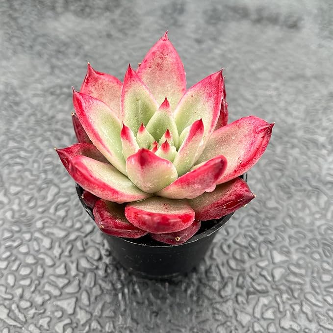 Live Succulent Echeveria 'Japanese PinkCherries', Approx 2-inch Large, Potted Succulents, Fully Rooted, Easy Care House Plants