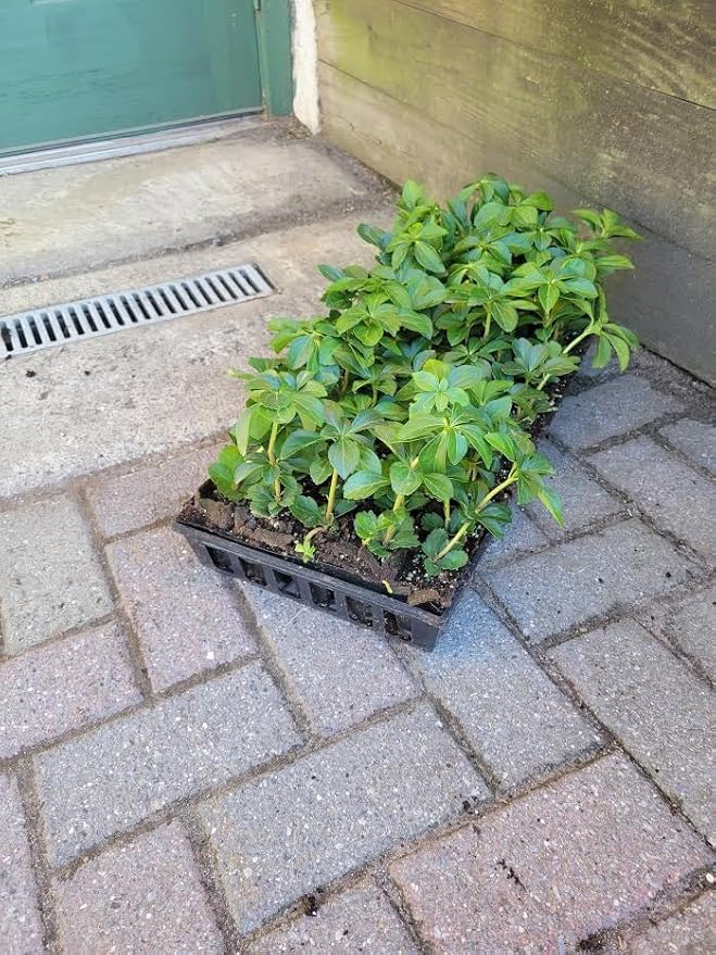 Pachysandra Terminalis Hardy Groundcover 50 Plants 2" Peat Pots