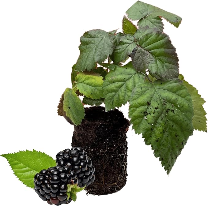 5 Chester Thornless BlackBerry Plants - 5 Large and Well-Rooted Plugs - Hardy BlackBerry Variety from Hand Picked Nursery