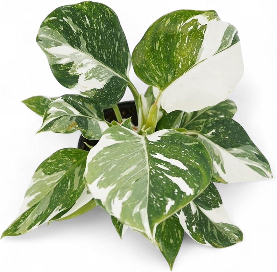 Rare White Princess Philodendron - Live Plants: Indoor Plants, Elegant White Princess Plant, Plants Live Houseplants, Rare Live Plants Indoor