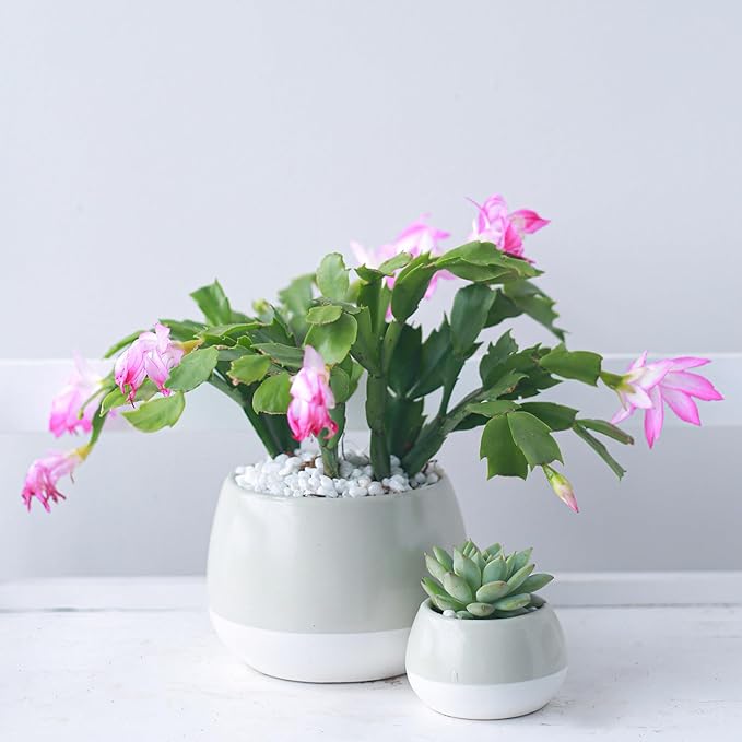 Christmas Cactus Thanksgiving Cactus (4 inch + Minimalist Pot) - Red/Pink/White Zygocactus - Holiday Decorating with Cacti and Succulents - Christmas Gift Ideas 2025