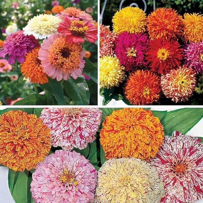 Park Seed Sow Effortless Collection Seed Tape – Zinnia Collection, 15 Feet – Easy DIY Planting, Fancy Double Blooms, Colorful Cut-and-Come-Again Annuals for Garden Beds & Bouquets, No Thinning Needed