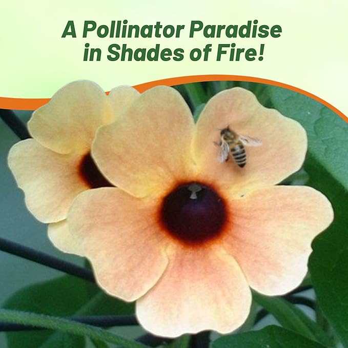 Outsidepride Spanish Eyes Thunbergia Black Eyed Susan Seeds - 20 Pcs Annual, Climbing Vine Flower Seeds for Planting Peachy Gold Blooms for Low Maintenance Gardens, Containers, Trellis & Fences