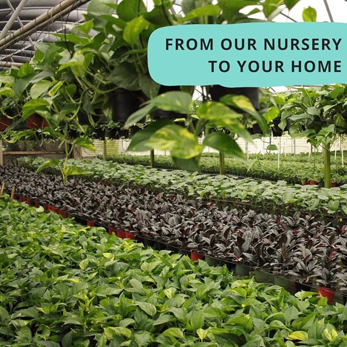 CoollectivePlants Aglaonema Chinese Evergreen ‘Cherry’ – Live Plant in 4″ Growers Pot, Aglaonema Live Plant, Easy Care Indoor Plant, Low Maintenance Houseplant