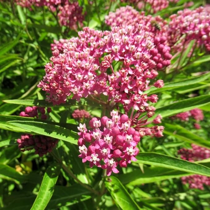 2 Milkweed Plants Live, Live Milkweed Plants, Asclepias Tuberosa Plant, 5 to 8 Inc Tall, Outdoors Gardening (Pink)