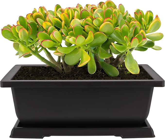4 Pack Large Plastic Bonsai Pots, 11.5 Inch Rectangular Built in Mesh Bonsai Training Pots with Trays, Plant Flower Tree Growing Bonsai Planter for Garden Supplies, Yard, Office, Room, Balcony