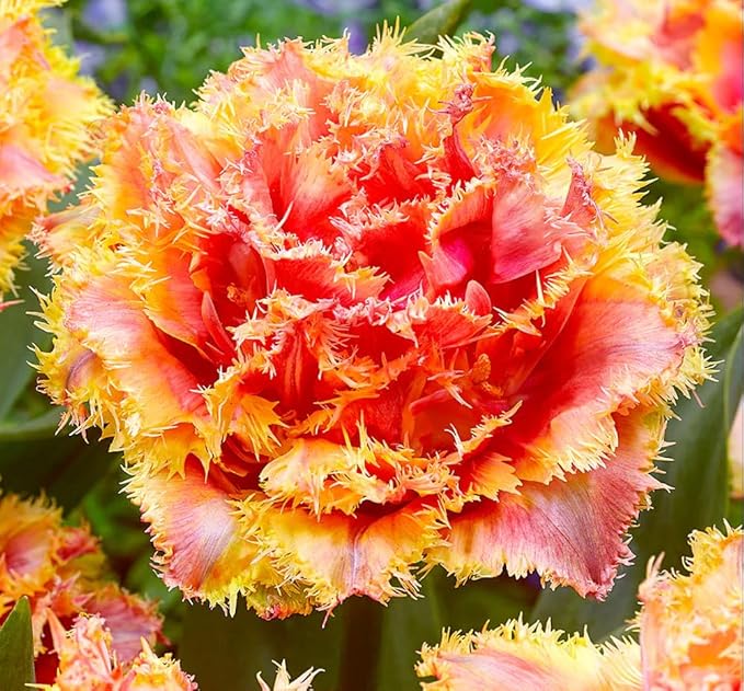 10 Triumph Tulip Bulbs for Fall Planting Mixed Perennial Flower Tulip Bulbs Changing Colors Mixture Size 12+ (Tulipa Fringed)