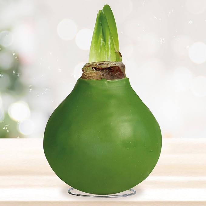 Garden State Bulb Waxed Amaryllis Flower Bulb, 30/32cm (Green)