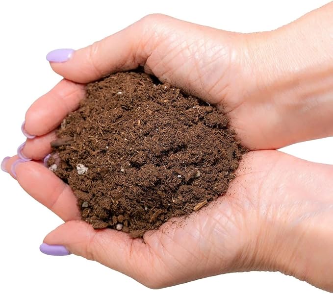 GARDENERA Premium Snake Plant Potting Soil Mix, Green Sansevieria Trifascatia Zeylanica Plants, Plant or Re-Pot Your Snake Plant - (2 Quart Bag)