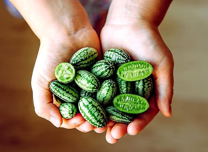 Melon Seeds for Planting (10 Seeds) - Grow Your Own Food (Mouse Melon)