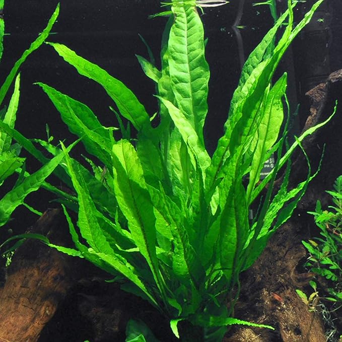 Potted Live Aquarium Plants Bundle - Easy and Snail Free Aquatic Plants (2 Pots)
