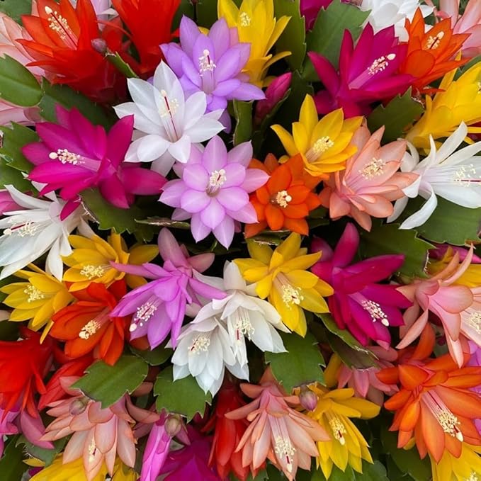 4 Mixed of Easter Cactus Plants Live, Christmas Cactus, False Thanksgiving Cactus Plants Like, Cold Hardy, 5-9" in Tall, No Pot, Assorted Colors - 3