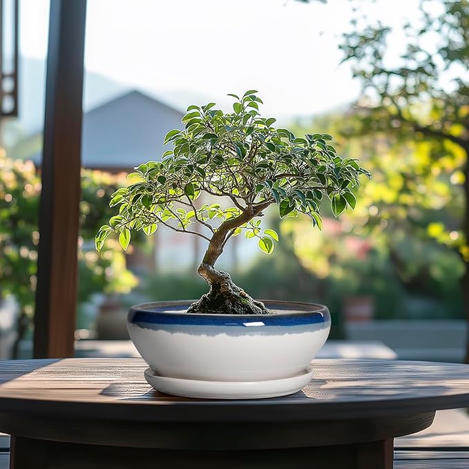 SQOWL Bonsai Pots Ceramic - 8 Inch Succulent Planters Indoor, Succulent Pot with Drainage Hole and Tray, Shallow Ceramic Plant Pot Outdoor, Round Bowl Planter, Porch Decor, Gardening Gift, Blue-Beige