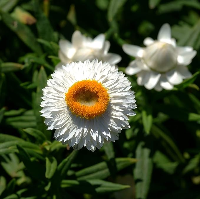 White Bracteatum Seeds for Planting - 1000 Bracteatum Seeds White Flower Seeds for Outdoor Home Garden Flower Seeds Gardening Supplies