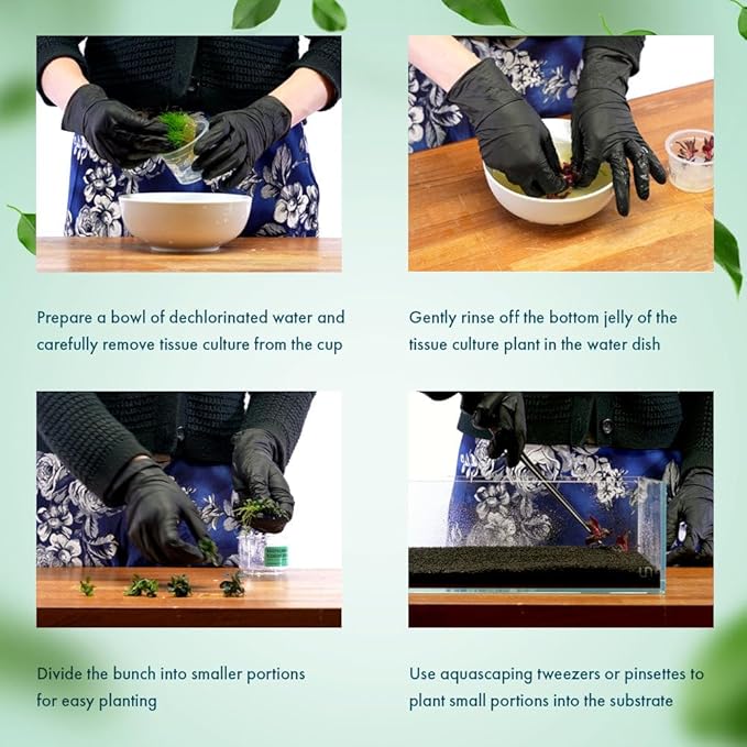 SubstrateSource Live Plant - Lagenandra keralensis - Midground to Background Rosette with Bronze-Green Foliage, Snail-Free in Vitro Aquarium Plant - Tissue Culture