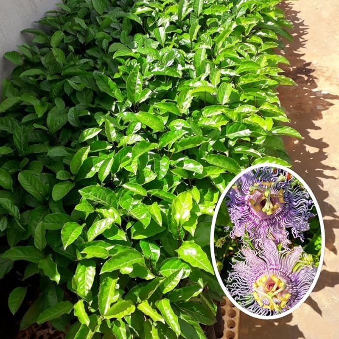 Passion Flower Plant Live, 5 to 8 Inch Tall Passiflora Vine, Fragrant Climbing Plant for Garden or Trellis, No Pot, Well-Rooted (Light Purple Passion Flower)