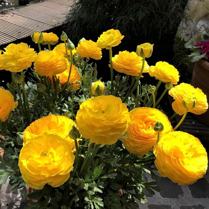 25 Ranunculus Bulbs for Fall Planting, Perennial Flowers Bulbs for Gardens, Vibrant Peony Buttercup Corms for Outdoor Borders (Yellow Ranunculus)