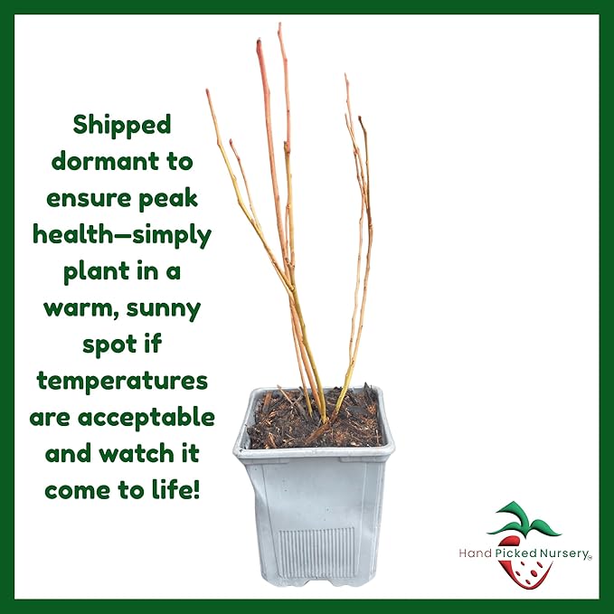 Bluecrop Blueberry Plant, 1-Liter Pot - Best All Around Blueberry! Grow Blueberries from Hand Picked Nursery