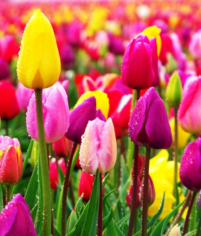Triumph Tulip Bulbs for Fall Planting Mixed Perennial Hybrids Darwin Changing Colors Emperor Mixture Size 12+ (15, Emperor Mixture)