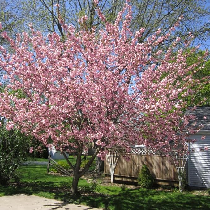 Cherry Blossom Tree, Double Pink Cherry Tree Live Plant, 6-12 Inch Tall in 2.5 Inch Pot, Dormant in Winter