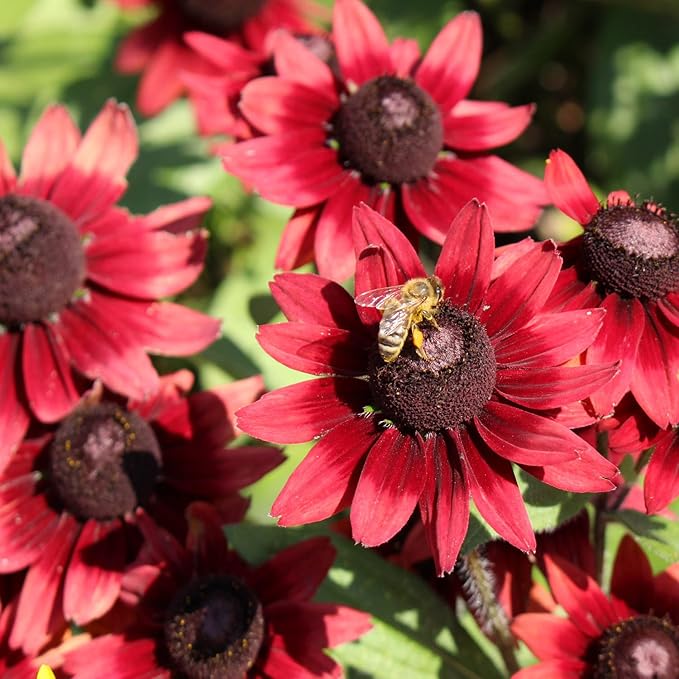 Outsidepride Cherry Brandy Rudbeckia Seeds - 50 Pcs. Annual, Easy to Grow & Self-Seeding Flower Seeds for Planting Red Blooms, for Low Maintenance Pollinator Gardens & Erosion Control