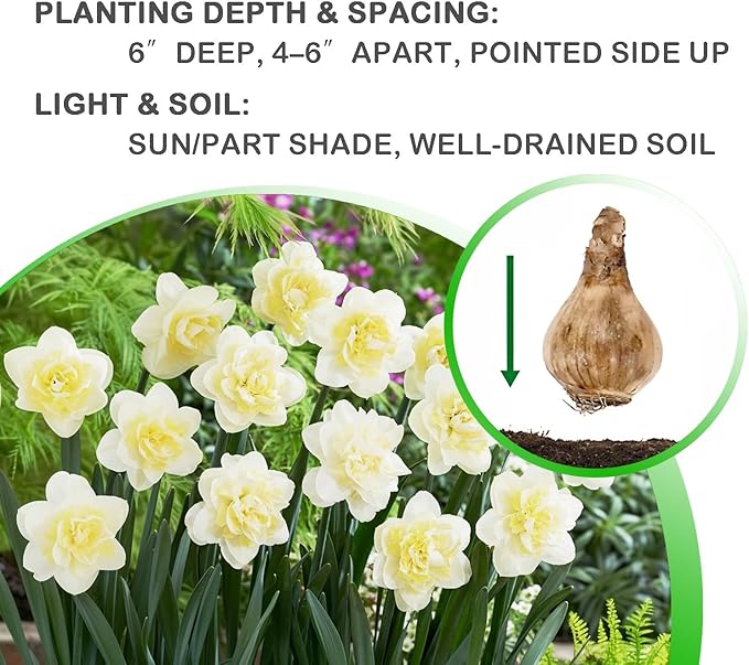 White Lion Daffodil Flowers- 10 Bulbs - Large Narcissus Blooms Crisp White Petals and Ruffled, Bi-Colored Yellow Centers - Spring Blooming Easy Growing Garden Perennials | Attracts Bees & Butterflies