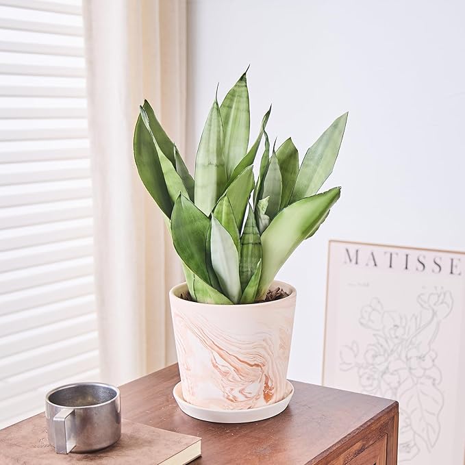 6 in Flower Planters Indoor, Modern Red Terra Cotta Plant Pot, Succulents Containers with Drain Hole Saucer, Decorate Home, Office, Outdoor/Garden Plants