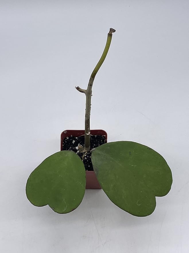 BubbleBlooms Hoya Kerrii Hearts On The Vine, with at Least 2+ Hearts, Vining Plant in a 2 inch Pot Well Rooted