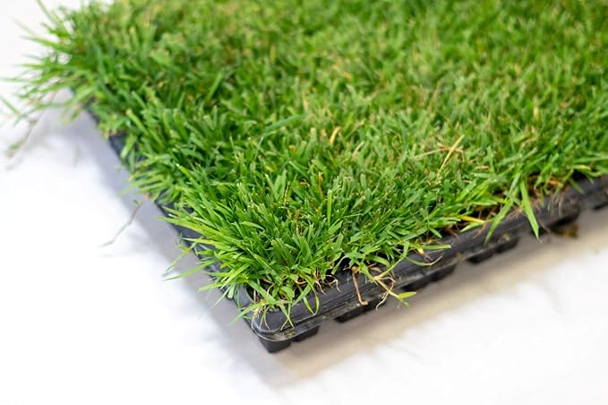 Zoysia Plugs - 50 Full & Lush Grass Plugs | Mature Roots | Individually Grown