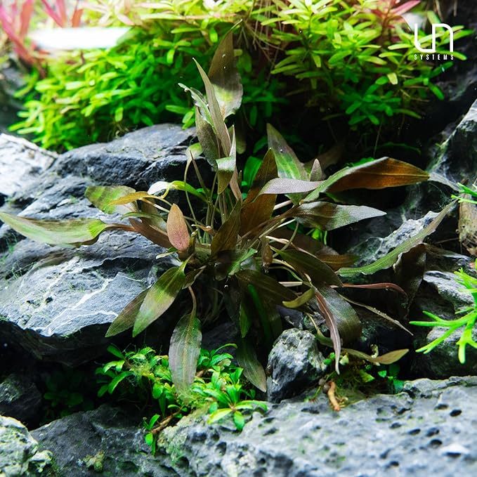 Ultum Nature Systems Cryptocoryne Wendtii Brown (Indonesian) Tissue Culture Live Plant for Aquarium, Freshwater Fish Tank, Aquascaping - 100% Snail Free in Vitro