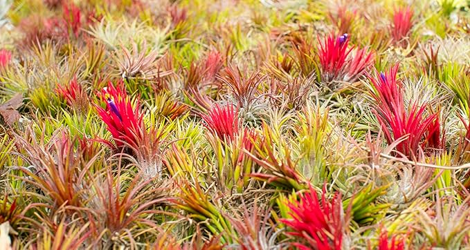 Air Plants 3 Pack - Tillandsia Ionantha - 3 Hole Planter - Organically Enhanced Color - Live Arrival Guaranteed - House Plants for Home Decor & Gift (3Pk + Black Planter) (3Pk Rose Pink + 3 Hole Tan)