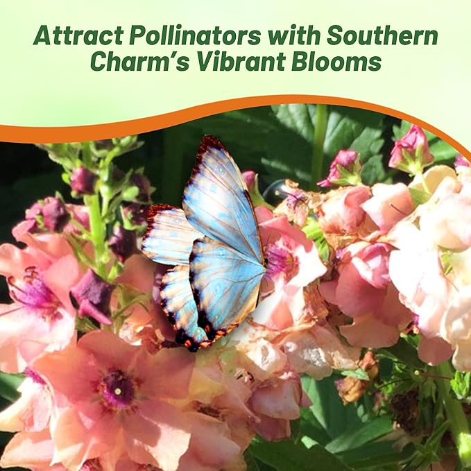 Outsidepride Southern Charm Mullein Seeds for Planting - 30 Pcs Self-Seeding, Perennial Heirloom Seeds for Planting Flowers, for Cut Flower Arrangements, Xeriscaping, Rock Gardens & Containers