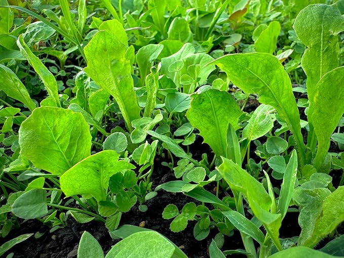Whitetail Hill Multi-Year Mix Food Plot Seed Mix, 1/4 Acre or 2 Acres, Perennial Mix, Deer Food for 3-5 Years, Low Mainenance Food Plot, Clovers and Chicory