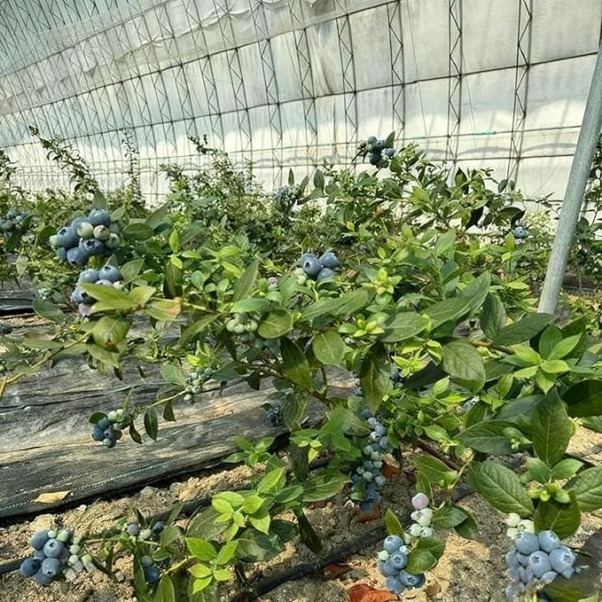 200 Blueberry Seeds for Planting, Non-GMO Blueberry Seed, Fruit Tree Seeds, Heirloom Berry Seed for Gardens and Containers